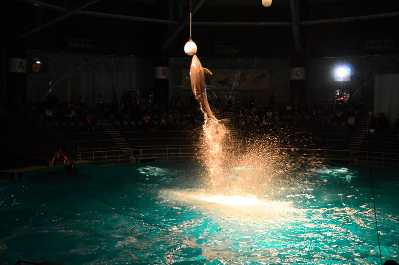 「ナイトパフォーマンス『THE LIFE』」公演の様子