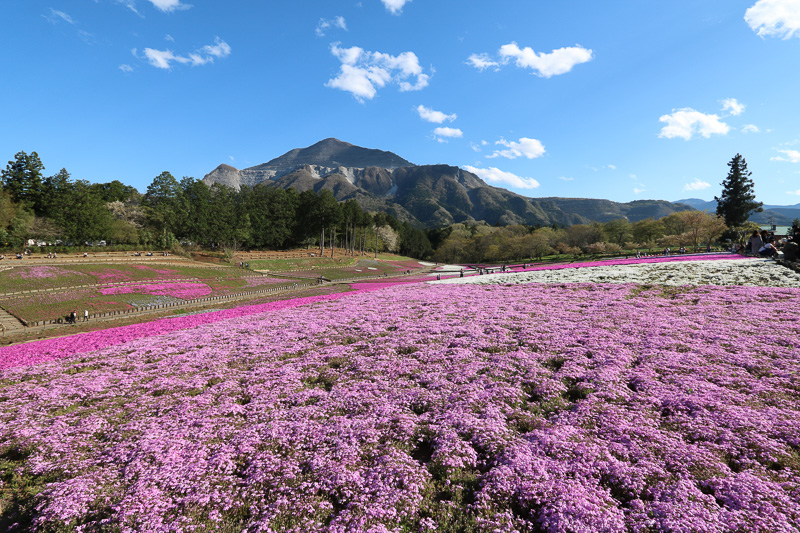 芝桜の丘。バックにある山は武甲山