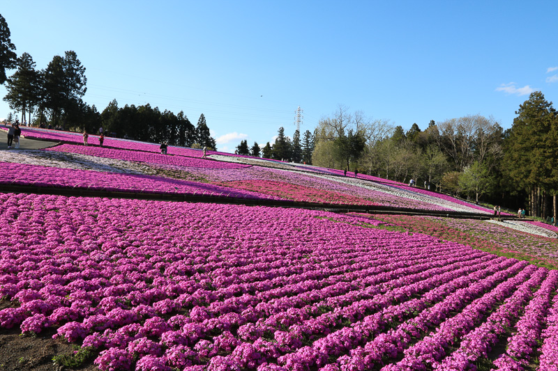 芝桜はまだ満開になってない状態