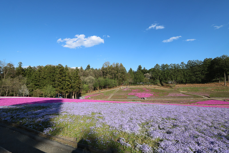 芝桜はまだ満開になってない状態