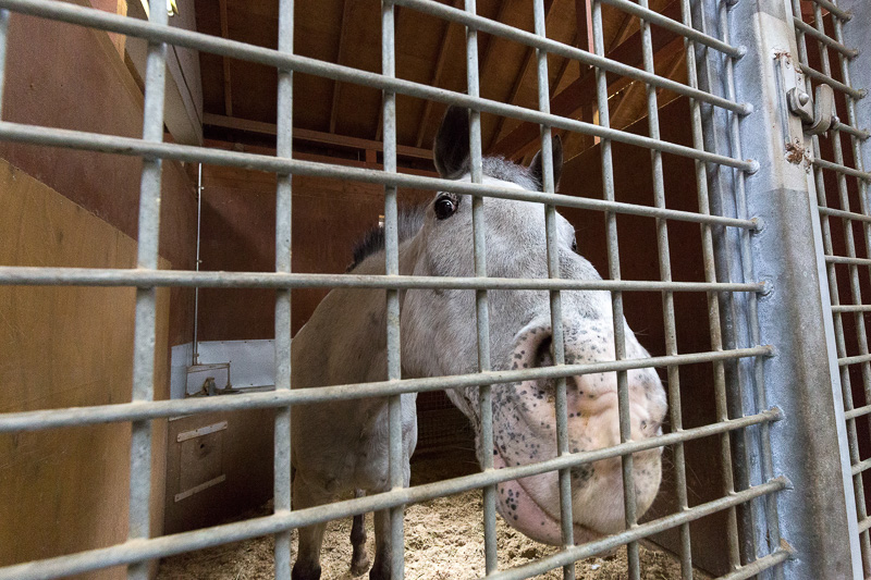 厩舎でリラックスしている馬を間近で見られる