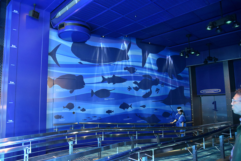 サイドのウォールには、水深はどのくらいかの目盛りと、海洋生物の実物大シルエット、学名などが記されている。