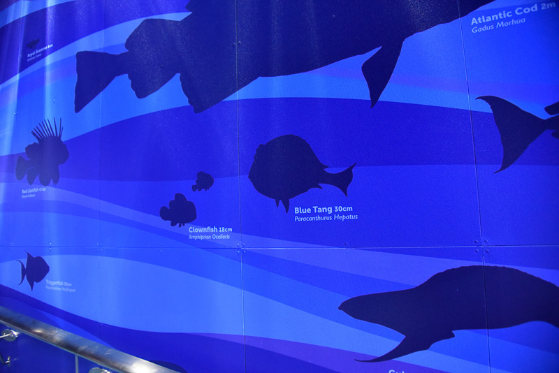 サイドのウォールには、水深はどのくらいかの目盛りと、海洋生物の実物大シルエット、学名などが記されている。