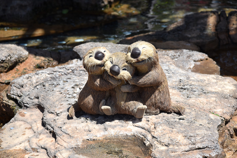 ハグする姿のかわいさで人々を夢中にさせるラッコたち