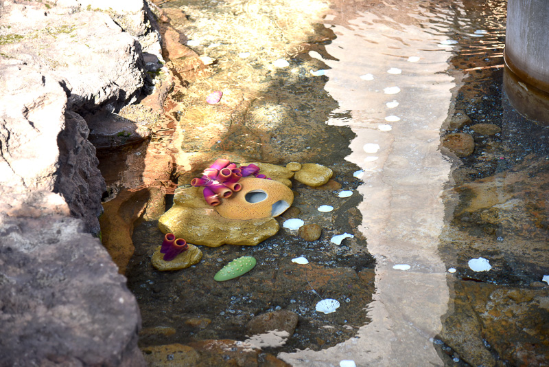 貝殻の道の先にはドリーの家と思われるサンゴが見える