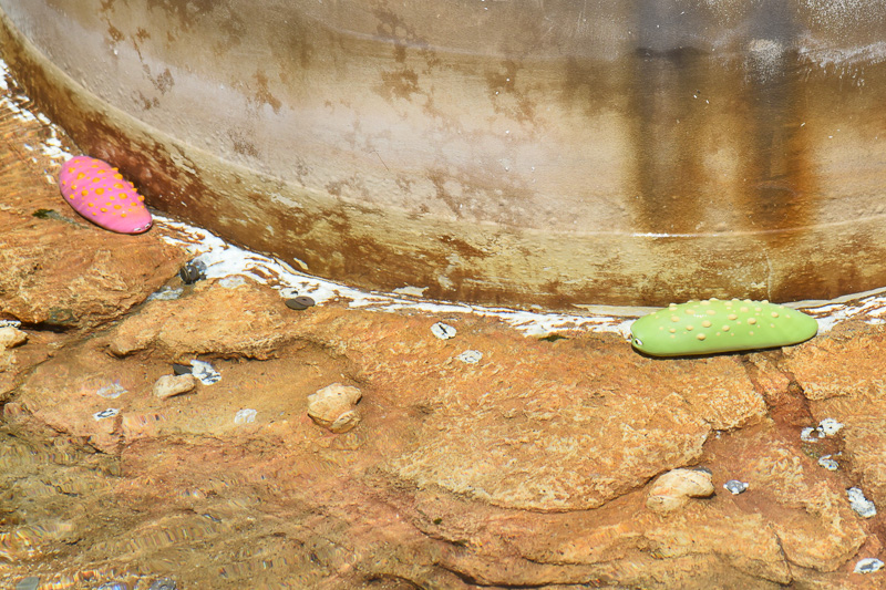 「タッチプール」を連想させる色とりどりのナマコも。ぷっくりしていてかわいい