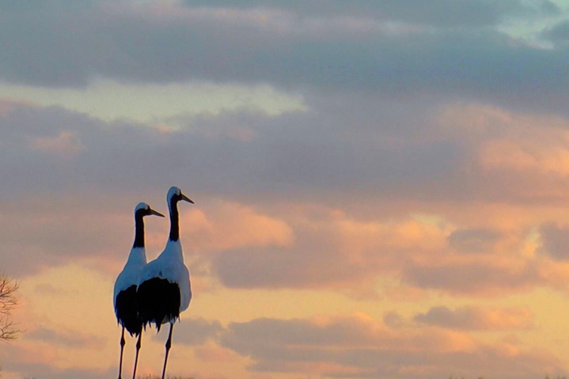 北海道の自然と動物たちを5年の歳月をかけて撮影（C）2017 ONE DREAM PICTURES