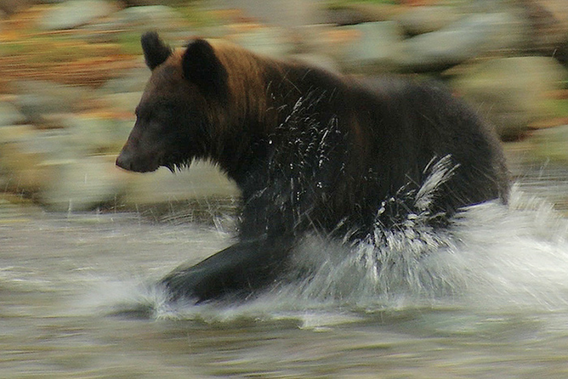 北海道の自然と動物たちを5年の歳月をかけて撮影（C）2017 ONE DREAM PICTURES