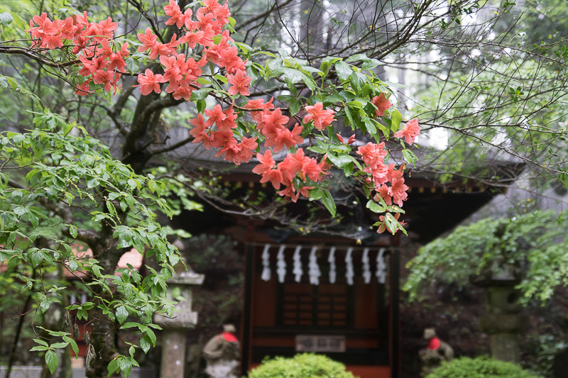 春は時期的にちょうどツツジがきれいな時期。境内の各所で見られる