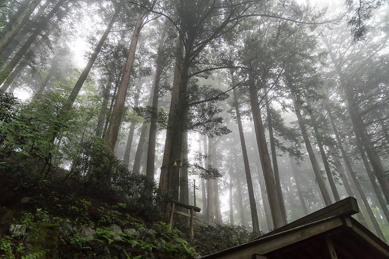 実際の「縁結びの木」は上部にある