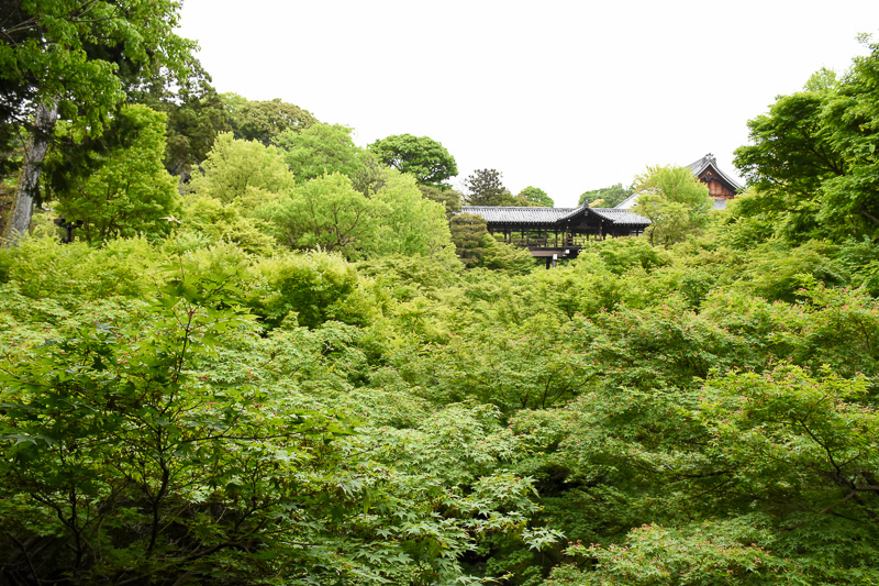 臥雲橋から東福寺境内に至る道で、早くも青もみじを堪能できる