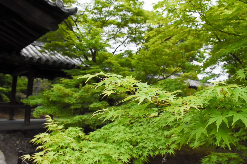 瑞々しい青葉が敷地を覆う