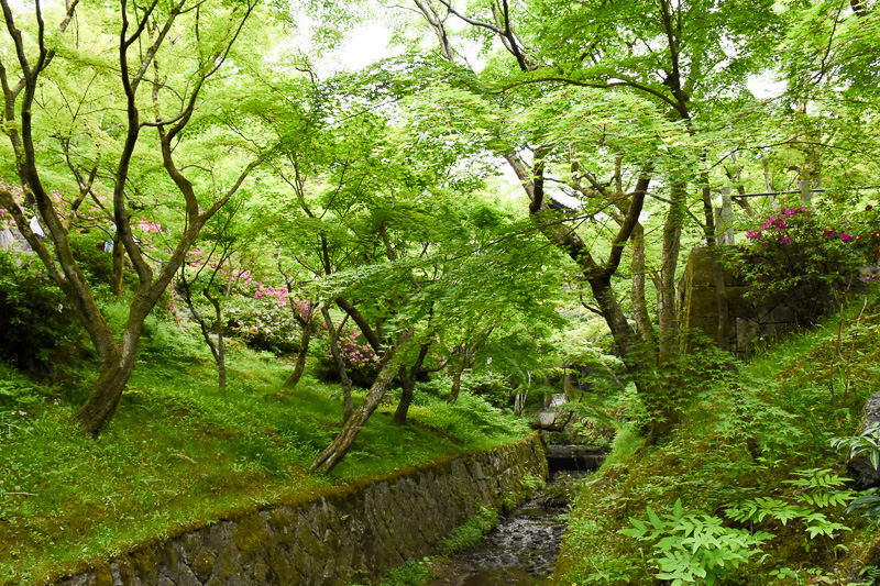 ところどころ赤くなっているのはカエデの種子