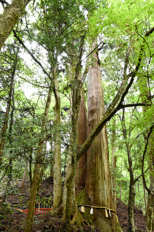 相性の大杉。同じ根から生えた2本の杉で、樹齢1000年とのこと