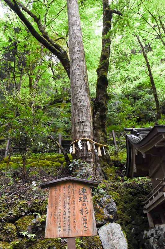 連理の杉。杉とカエデが重なって一つになっている