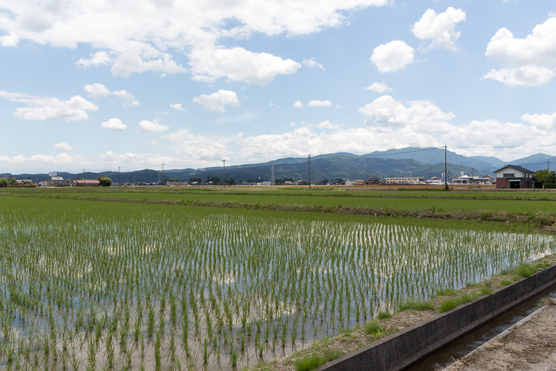 辺り一面、水田風景が広がるのどかな景色。田んぼの脇を流れる用水路の水は澄んでおり、水に恵まれた土地だというのが分かる
