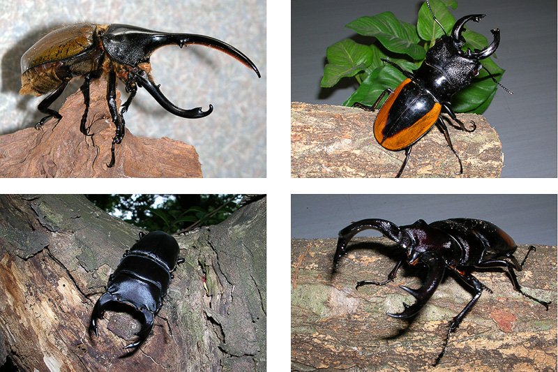 オービィ横浜が併設イベント「みんなの世界昆虫展 2017」開催。世界のカブトムシやクワガタが集合する。写真はヘラクレスオオカブト（左上）、ルデッキンギツヤクワガタ（右上）、オオクワガタ（左下）、セアカフタマタクワガタ（右下）