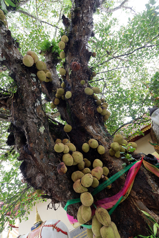 ちなみにこちらがジャックフルーツ。木の幹にくっつくように実っているのが不思議だ