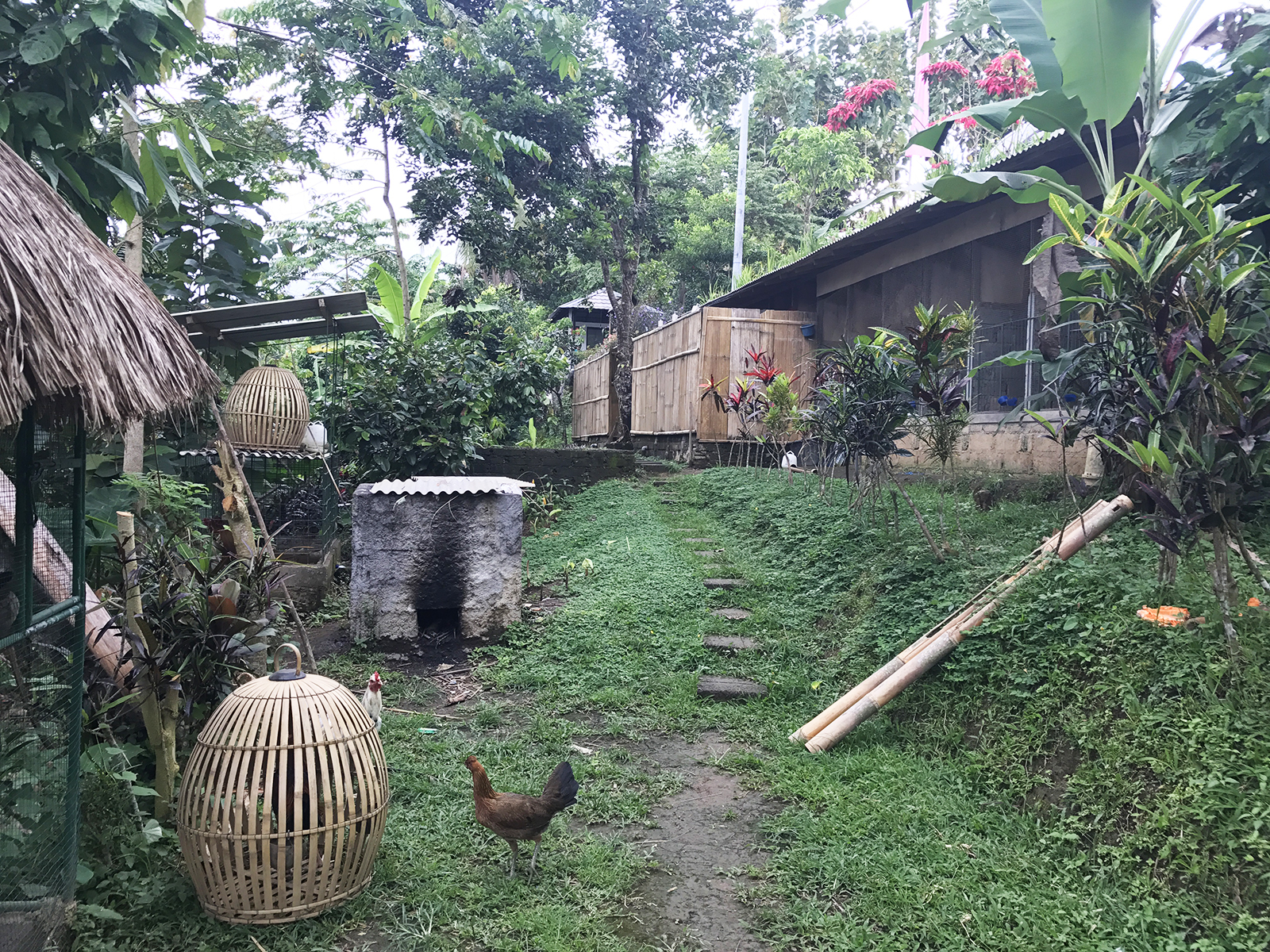 ニワトリ放し飼いだし、なんだかとてもワイルド