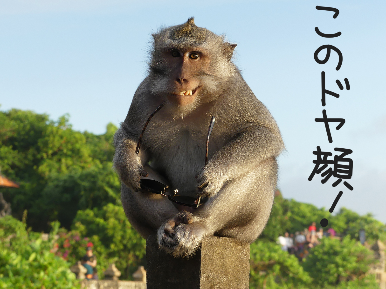ウルワツ寺院では猿にご注意！　この日もサングラスが被害に