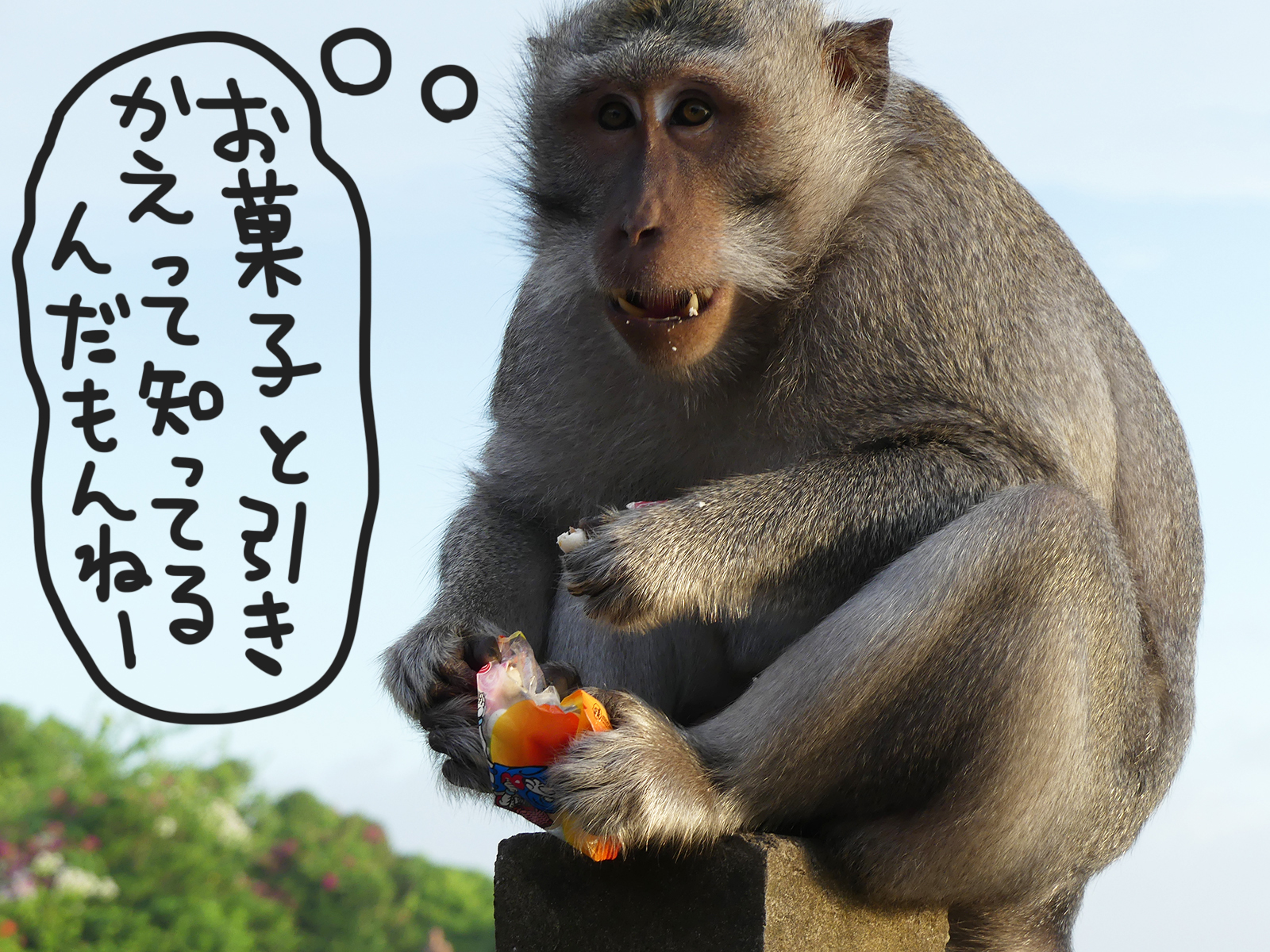 ウルワツ寺院では猿にご注意！　この日もサングラスが被害に