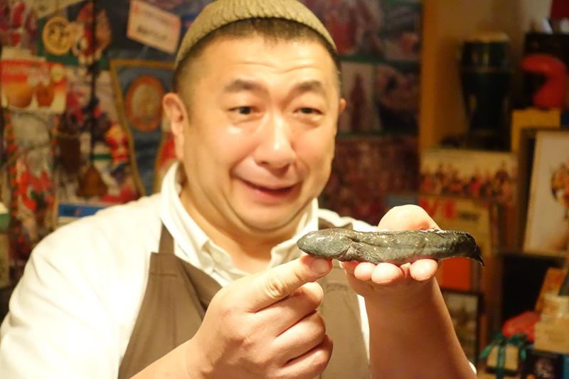 生きたムツゴロウを紹介