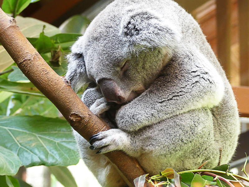 コアラがいた！　やっぱり動物園です