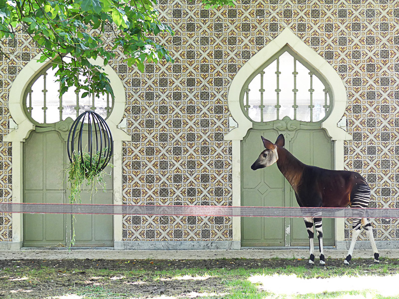 特にこのオカピの放飼場のセンスに脱帽。ステキ過ぎる！