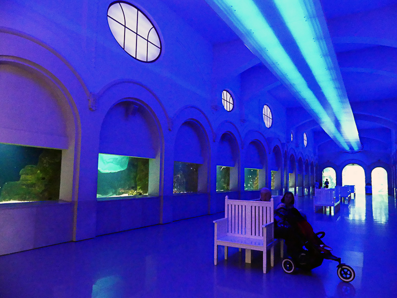 地味めな魚がこちらに