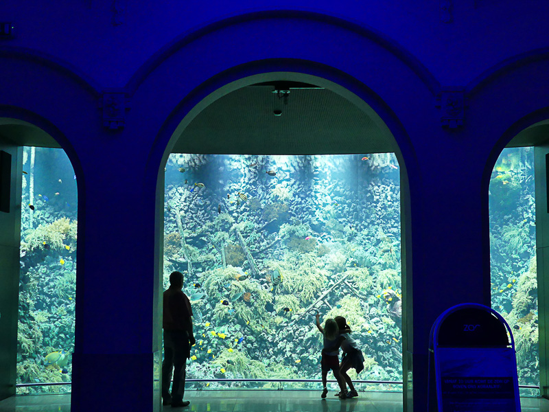 “熱帯の海”的な展示