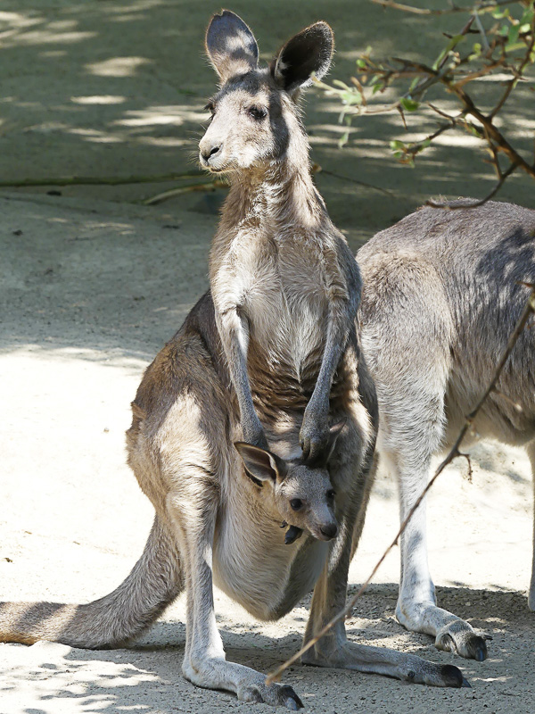 赤ちゃんがお母さんの袋の中に