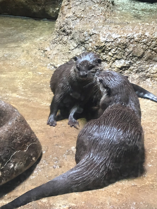 カワウソ。夫婦だそうでラブラブな写真が撮れました