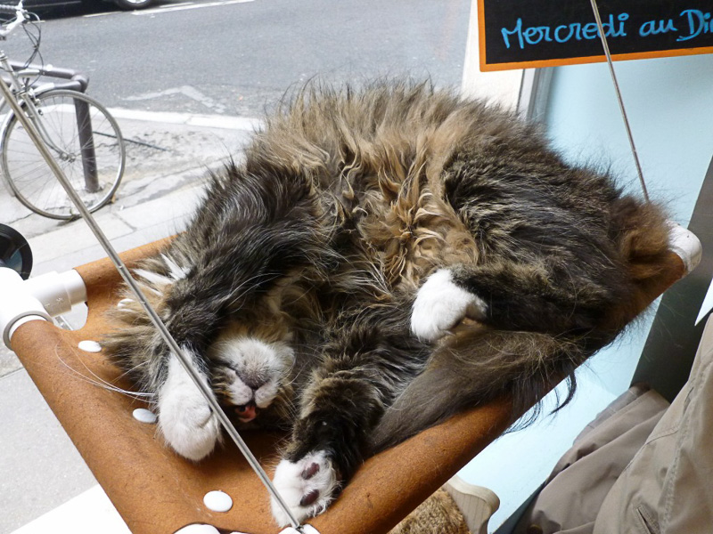 このようなサービスポーズも間近で見られるのでたまりません