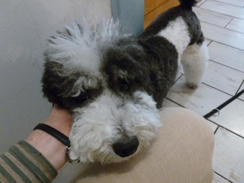 店内には看板犬も（猫エリアには入れない）