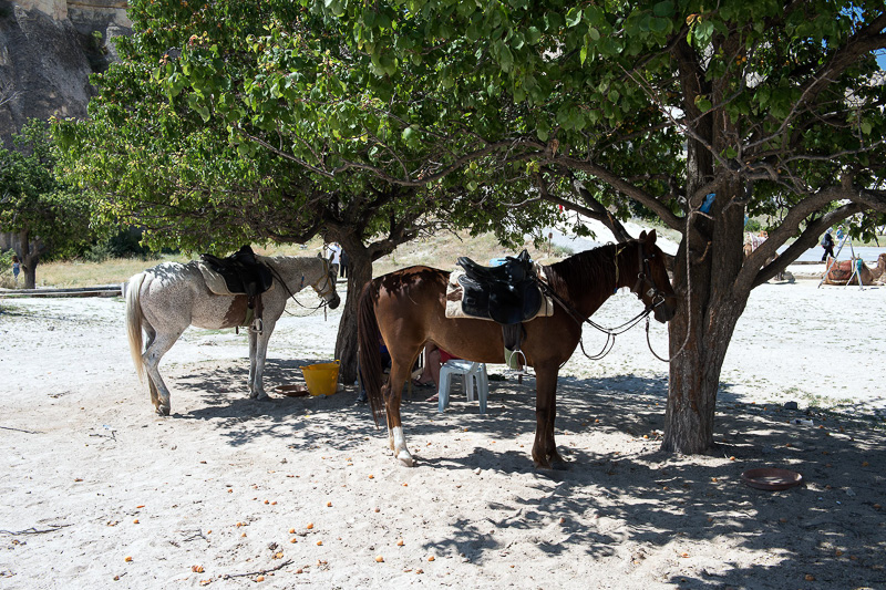 馬は木陰につながれている。とてもおとなしい
