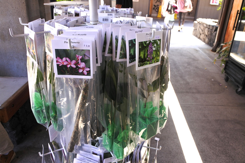 プルメリアなどの南国感溢れる草花も販売