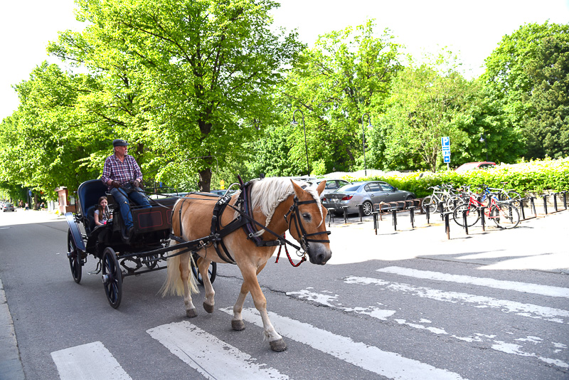 散歩中、蹄の音とともに馬車がやってきた
