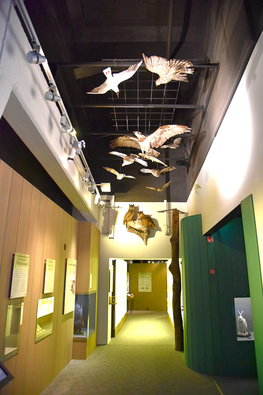 「自然史博物館」では上を見上げたり、穴に入ったり空間を最大限に使った展示を行なっていた