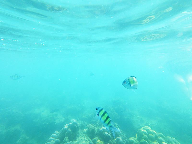 チキン島周辺でのシュノーケリング。“ニモ”もいました