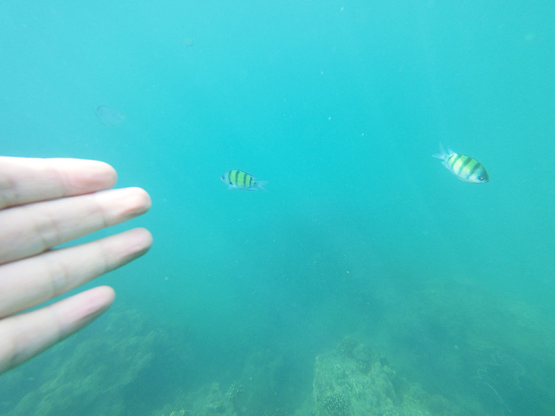 チキン島周辺でのシュノーケリング。“ニモ”もいました