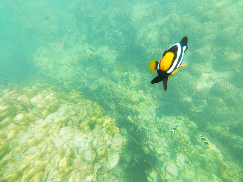 チキン島周辺でのシュノーケリング。“ニモ”もいました