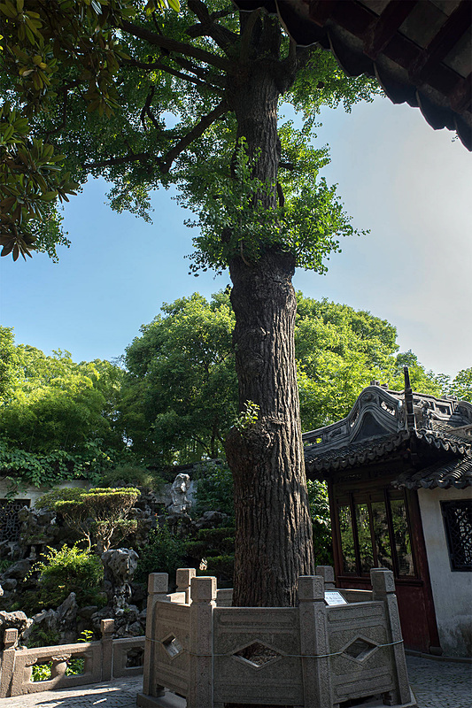 樹齢400年の銀杏を縦位置で