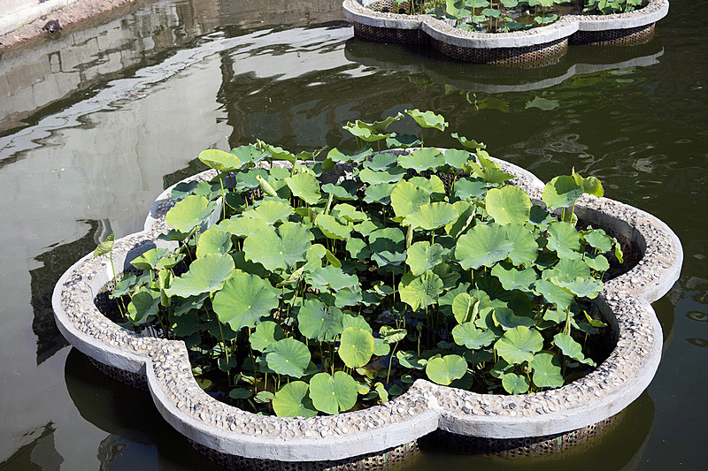 池に浮かぶ蓮の葉