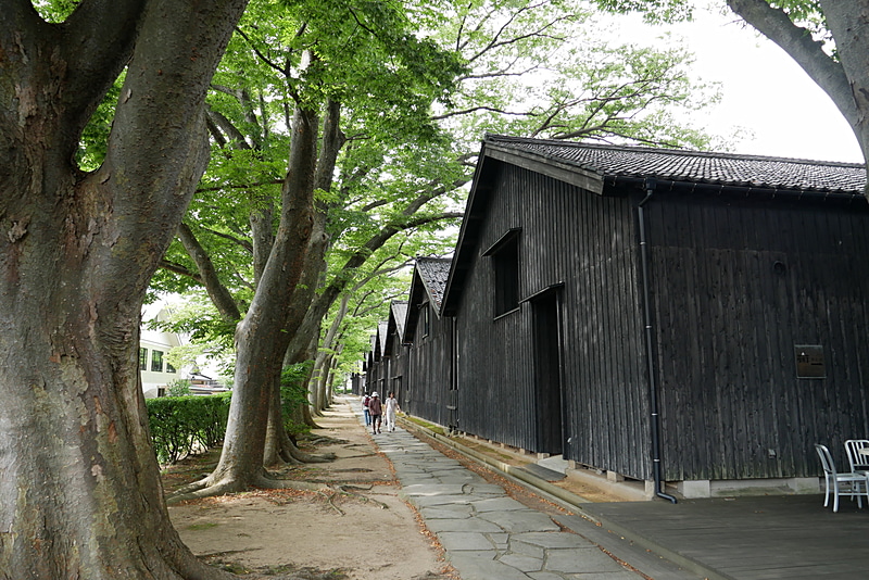 倉庫の裏には、冬の季節風から建物を守るために、欅並木が作られている