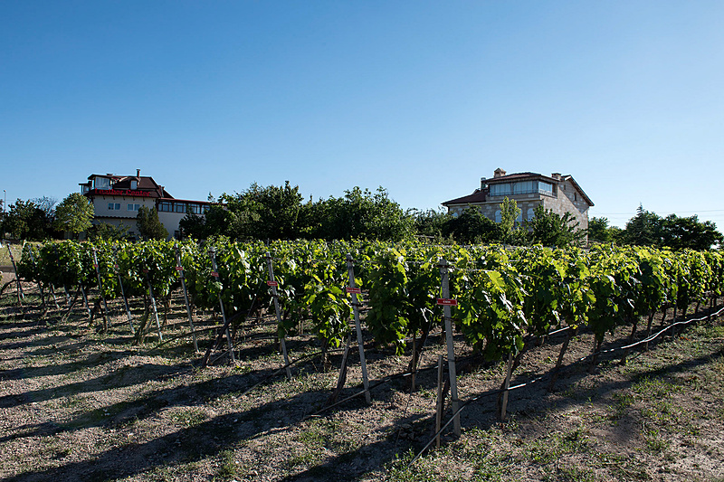カッパドキアで生産されているぶどうの品種が一列ずつ作られている