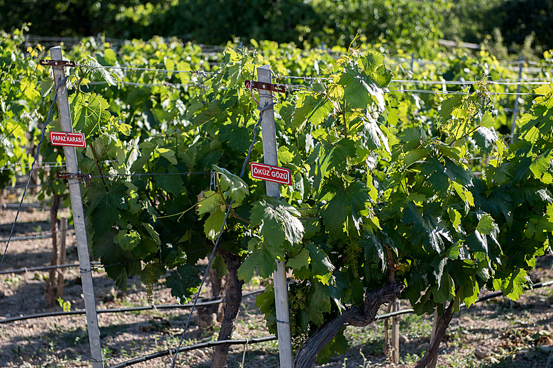 トルコワインの赤の定番オクズギョズもあった