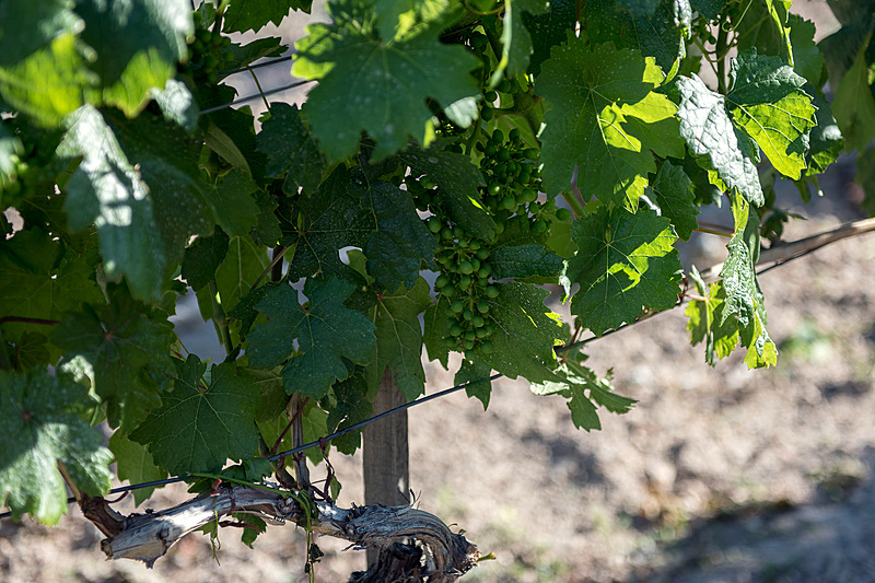 エミルの実。まだ若い