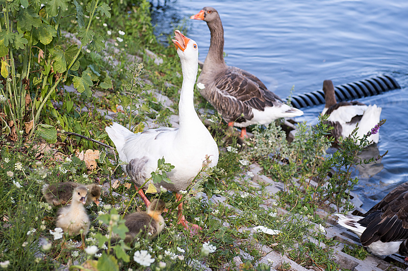 水鳥の様子。ひな鳥がかわいい