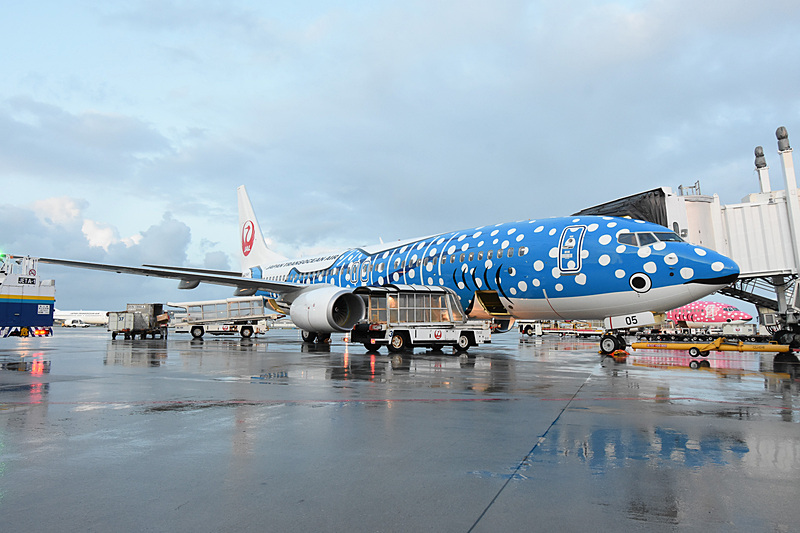 小雨がパラつくなか、ボーイング 737-800型機の特別塗装機「新ジンベエジェット」初便が就航した