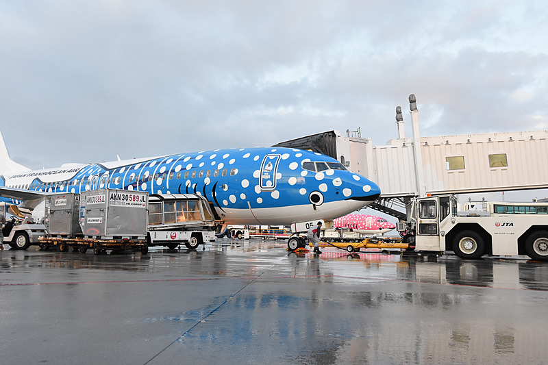 JTAの粋な計らいで、隣のスポットにさくらジンベエが駐機している